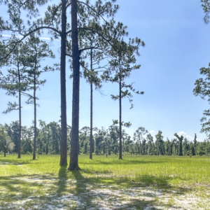 Patten_Campsite_Area